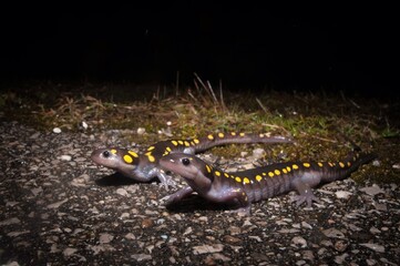Spotted salamanders migrating across a road at night 