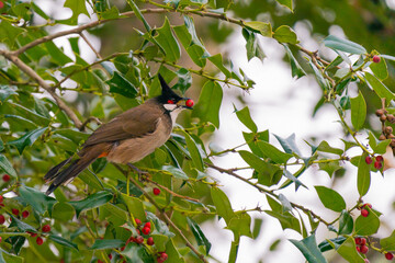 Red-whiskered bulbul