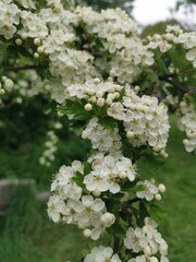 many white flowers on a branch with green background