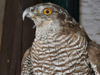 a raptor with a pointed beak and perly brown eye white and grey
