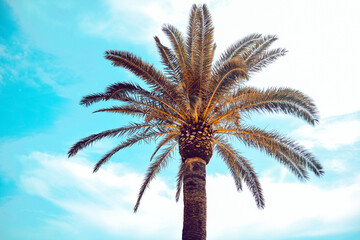 Fototapeta na wymiar Palm trees against the blue sky. Rest on a sunny day.
