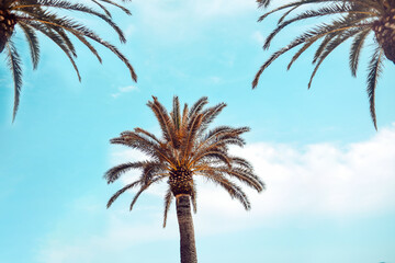 Fototapeta na wymiar Palm trees against the blue sky. Rest on a sunny day.