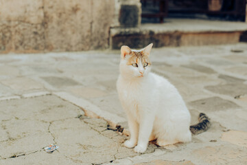 Cats are sitting on a chair outside. A city where there are many street cats. Animals are resting....