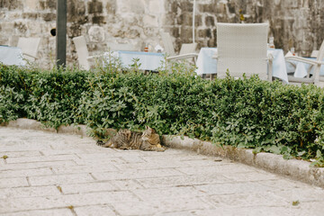 Fototapeta na wymiar Cats are sitting on a chair outside. A city where there are many street cats. Animals are resting.