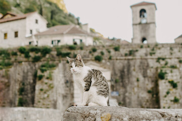 Cat on the background of the city of Kotor. City where there are a lot of street cats in Montenegro.