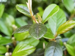 green leaf in the bush in a shrub summery green colour