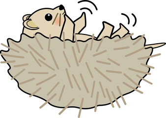 起き上がれない可愛いハリネズミ