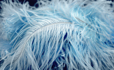 Closeup of big fluffy blue feather. Romantic pastel background