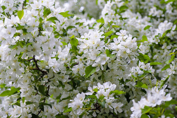 Blossoming fruit tree with white flowers as a background