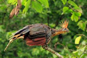Pava hedionda o Chenchena: (Opisthocomus hoazin) © unifly studio