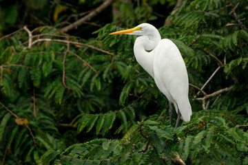 Garza Goliat - Yanacocha Ecuador 