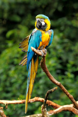 Guacamayo  © unifly studio