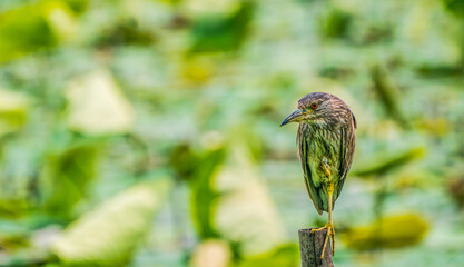 Black-crowned night heron