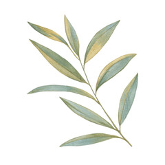 Isolated green leaves. Watercolor botanical illustration. Branch painted with watercolors on paper.