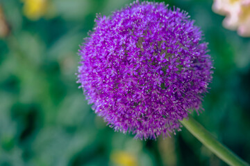 屋外で撮影したアリウムギガンチウム
