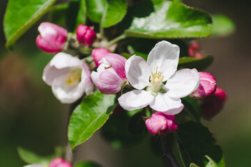 Naklejka na ściany i meble Pink flowers and buds of a blossoming apple tree on a blurred natural background