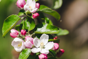 Pink flowers and buds of a blossoming apple tree on a blurred natural background