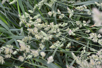 Naklejka na ściany i meble Flowering fodder grass Dactylis glomerata
