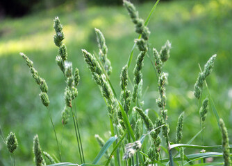 The herb Dactylis glomerata grows in nature