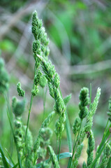 Flowering fodder grass Dactylis glomerata