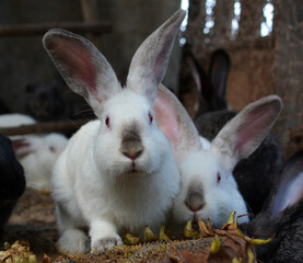  Californian breed rabbits