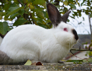  Californian breed rabbits
