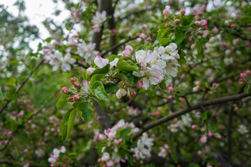 Blooming apple tree with white and pink flowers in spring