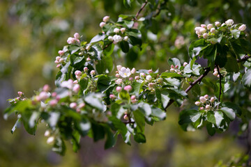 Blossom apple tree in the garden