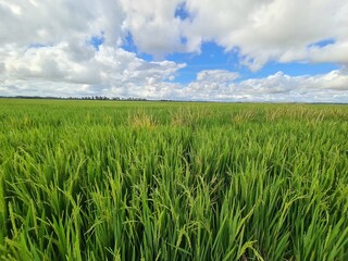 green grass and blue sky