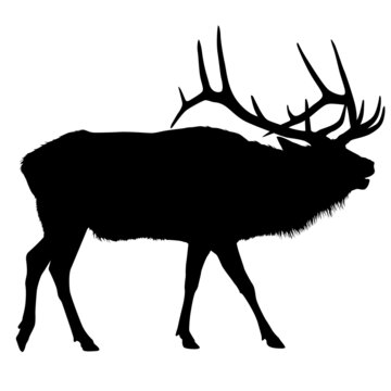 A vector silhouette of a large male bull elk bugling.