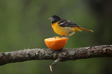Baltimore orioles flying feeding taking off on cool rainy summer day