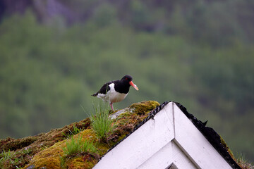 Briksdalasbreen glacier. Sunset. Glacier waterfall. Sheep. Authentic Norwegian house. Spring in Norway. Jostedalsbreen National Park. Oyster catcher.