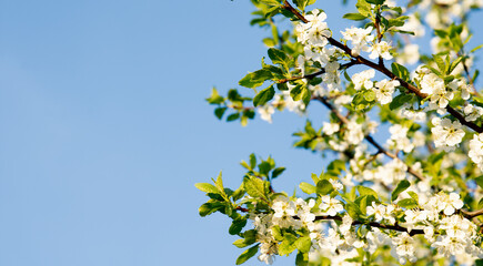 Blossoming plum branches against the blue sky