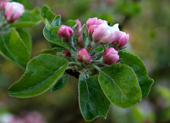 A branch of an apple tree with pink buds on a blurred background