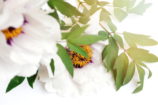 Soft selective focus Close up of a bouquet of delicate beautiful white peonies flowers on a white background with bright sunlight. Top view. Festival and day of flowers. Copy space.