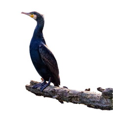 Great cormorant, Phalacrocorax carbo, standing peacefully on a b