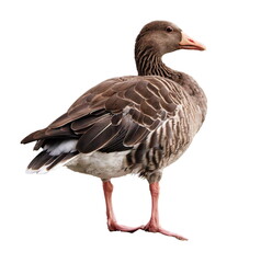 Greylag goose, Anser Anser, standing and looking aside
