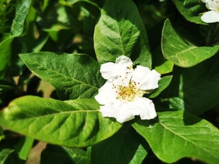 Medlar white flower of fruit tree - Latin name - Mespilus germanica
