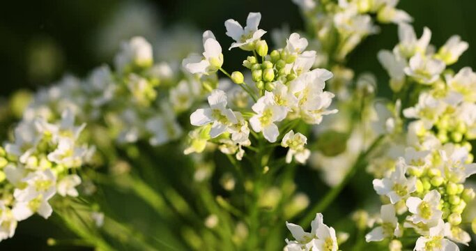 White horseradish flowers close up in the field. Sunset backlight. Slow motion video.