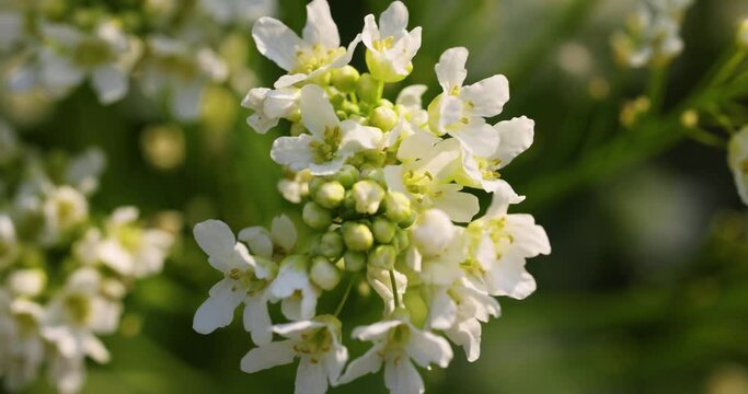 White horseradish flowers close up in the field. Sunset backlight. Slow motion video.