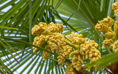 Chinesische Hanfpalme (Trachycarpus fortunei), Blütenstand