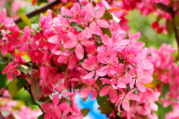 close branch with cherry blossoms.  nature in spring. poster . calendar. pink flowers on the tree