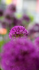 Fototapeta premium pink bud of decorative onion . side view. allium