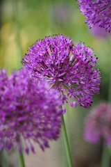 Obraz premium two pink buds of ornamental onion grows in the garden. side view. allium. round lilac flowers