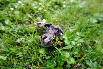 Grasfrosch (Rana temporaria)