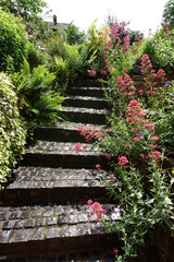 Rote Spornblume (Centranthus ruber) und Farn