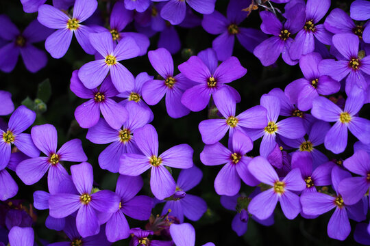 a lot of small purple flowers of the small periwinkle in spring, front view. purple background with flowers