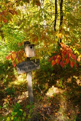 A lush autumn colored forest