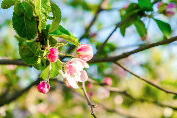 Blooming apricot, apple, pear, cherry tree at spring, pink white flowers plant blossom on branch macro in garden backyard in sunny day close up. nature beautiful landscape