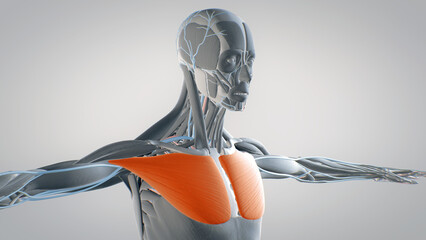 pectoralis major, human muscular system, 3D human anatomy, 3D render - obrazy, fototapety, plakaty